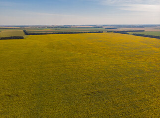Sunflowers in a sunflower field.