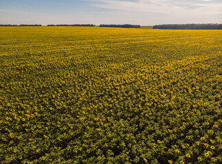 Field of sunflowers. Aerial view of agricultural fields flowering oilseed.