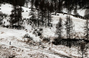 Dark trees and shrubs in winter in the mountains, in a forest covered with white snow, a woman in a light tracksuit walking with sticks is walking along the road