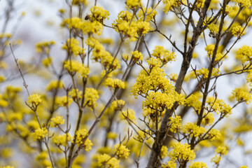 Yellow flower of cornus officinalis,  Japanese cornelian cherry