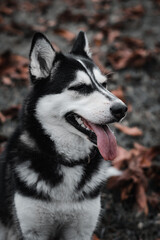 husky dog ​​among autumn leaves