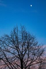 Fototapeta na wymiar Moon in late afternoon with bare tree