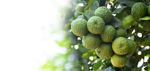 Citrus hystrix, kaffir lime or makrut lime hanging on its branches and tree	