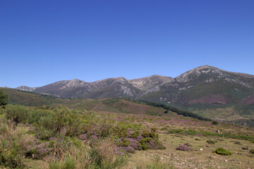 Fototapeta na wymiar Mountainous part of Cantabria in the north of Spain, summer and heather flowering 