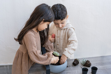 Boy and girl gardening. Cute children planting young succulents on the flower pot in the backyard.