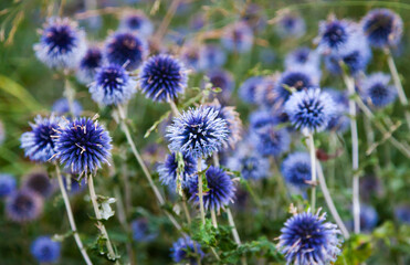 A plant similar to the image of the coronavirus.