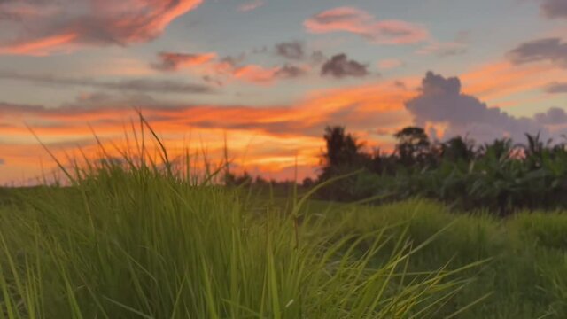 Amazing rural tropical sunset with windy rice fields and palm trees under orange purple sky.