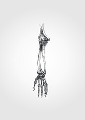 Anatomical drawing of a part of a hand bone