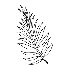 Tropical palm leave in sketch style, isolated vector illustration. Leave of palm tree in linear doodle style. Botanical minimalist print of exotic leave, sketch design.
