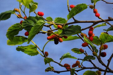 The beauty of a mulberry tree found at Lagoa do Violão in Torres in Rio Grande do Sul, Brazil.