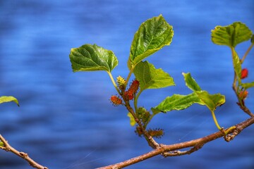 The beauty of a mulberry tree found at Lagoa do Violão in Torres in Rio Grande do Sul, Brazil.