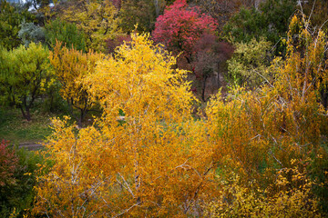 Autumn park in the city of Kiev, Ukraine. In the foreground is a yellow tree - a birch. Shooting point from above.