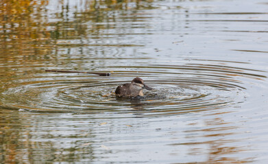 Ruddy duck floating in pond