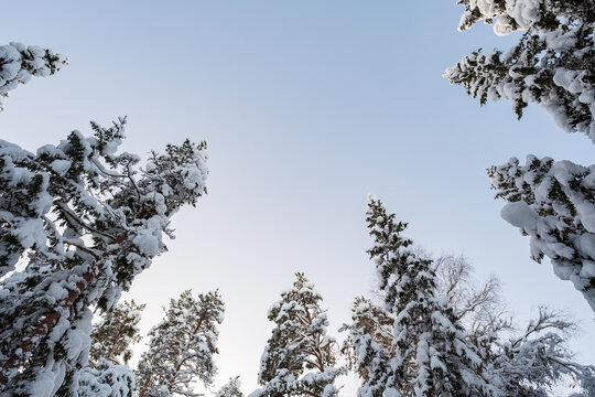 Beautiful pine trees, covered with snow, against the blue sky, on a sunny winter day. Copy space. Bottom view.