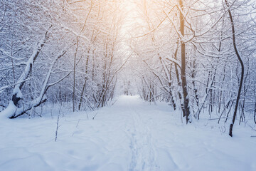 Birch tree grove at winter evening.