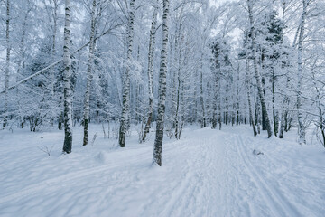 Birch tree grove.