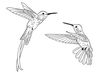 Set of hummingbird. Сollection of stylized flying birds. Hand-drawn. Vector illustration on a white background. Tattoos.