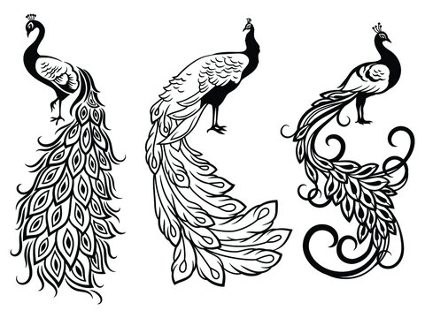 Set of beautiful peacocks. A collection of noble peacocks with a lush tail with eyes. The symbol of happiness. Vector illustration isolated on white background.