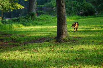 Fototapeta na wymiar Happy dog walking in grass by trees, Texas State Park
