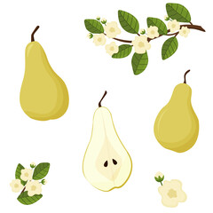 Obraz premium Cartoon pear set. Tree branch with flowers. Cross section of cut pear and whole fruit, isolated vector illustration