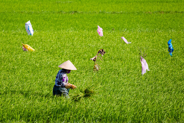Tropical ricefields Hoi An Vietnam landscape