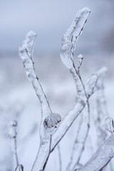 Freezing flower plant in ice on the snow meadow.High vertical quality photo