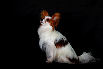 Papillon, also known as the continental toy spaniel. Isolated on a black background.