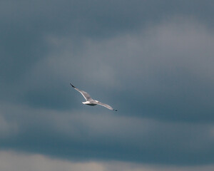 Seagull in flight over the sea