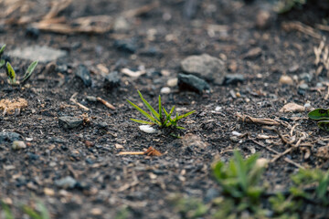 Fresh vibes of the green spring