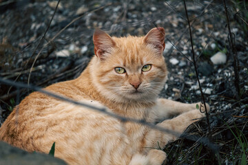 Portrait of a ginger street cat