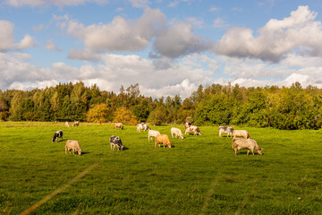 Fourteen different colors of cows eating grass at the field. Farm cattle cows eating grass in grassland at distant forest and red tractor and cloudy sky. Herd of cows on pasture in Latvia, Europe.