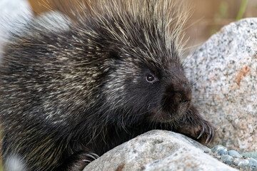 Wild animal porcupine seen in natural outdoor environment during summer time in Yukon Territory, Canada. 
