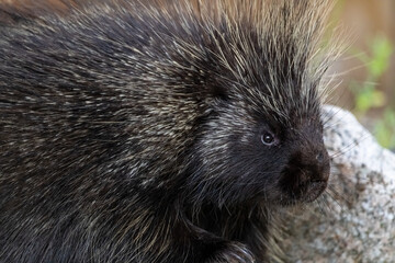 Wild animal porcupine seen in natural outdoor environment during summer time in Yukon Territory, Canada. Erethizon dorsatum seen in summertime.