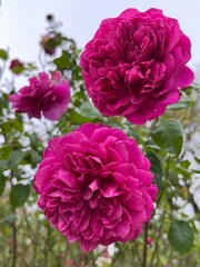 Fototapeta premium pink flowers