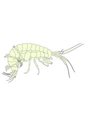 Amphipoda 