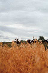 Cows on a field with oats in the foreground