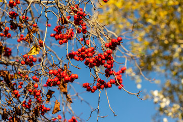 Branch of red autumn berries in the sun. Branch of red hawthorn berries (Crataegus) on a tree at blue sky and yellow tree leaves background. Thornapple red berries in fall at sunlight