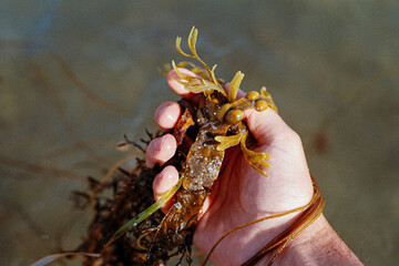 Hand holding seaweed