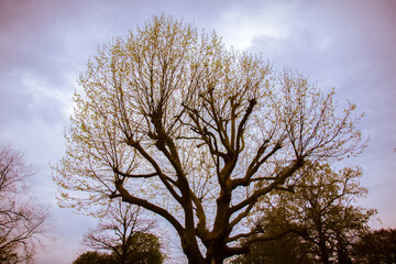 Fototapeta na wymiar Close Up Of A Tree At Amsterdam The Netherlands 18-4-2020