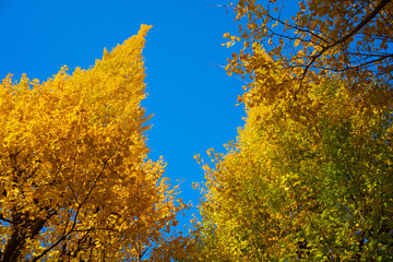 Beautiful gingko trees in Jingu Gaien. Beautiful autumn scenery in Japan.