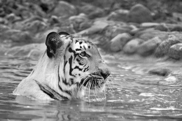 Beautiful Royal Bengal Tiger , Panthera Tigris, bathing in water. It is largest cat species and endangered , only found in Sundarban mangrove forest of India and Bangladesh. Black and white image.