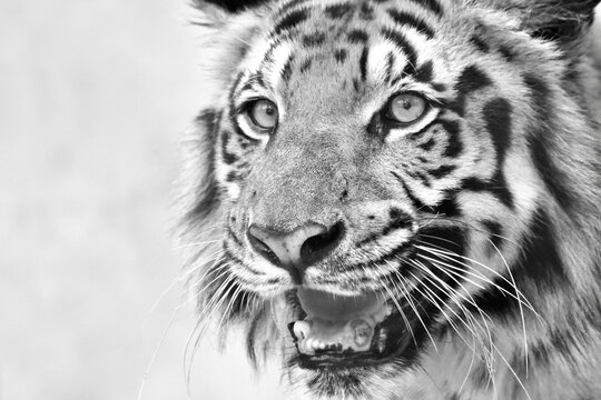 Beautiful angry face of Royal Bengal Tiger , Panthera Tigris, West Bengal, India. It is largest cat species and endangered, in Sundarban mangrove forest of India and Bangladesh. Black and white image.