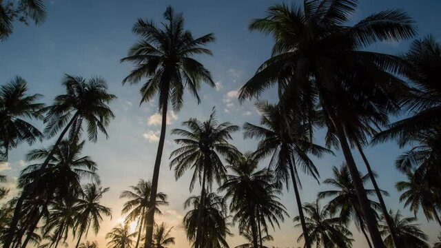 timelapse footage tropical coconut palm trees EVENING CLOUDS FAST MOVING AWAY, ROLLING DARK SUNSET SKY, Red purple orange blue pink cloudscape time lapse background