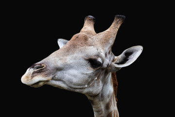 Portrait of a giraffe head against green background