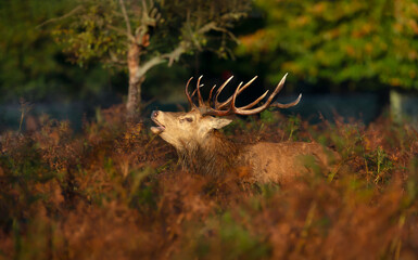 Red deer stag calling during rutting season in autumn
