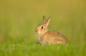 Naklejka na ściany i meble Close up of a cute little rabbit sitting in grass