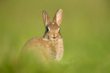Close up of a cute little rabbit sitting in green grass