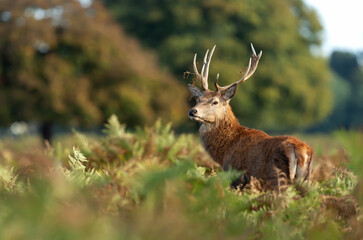 Close up of a red deer stag standing in a field of ferns