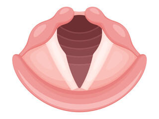 声帯のイラスト_リアル_呼吸時