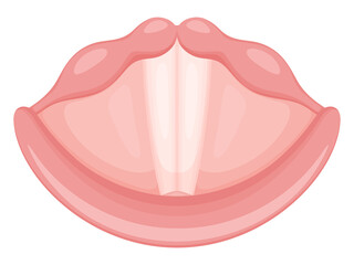 声帯のイラスト_リアル_発声時